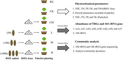 Transmission of tetracycline resistance genes and microbiomes from manure-borne black soldier fly larvae frass to rhizosphere soil and pakchoi endophytes